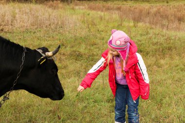 Güzel küçük bir kız siyah inek zincirinde yakınındaki çayır üzerinde duruyor.