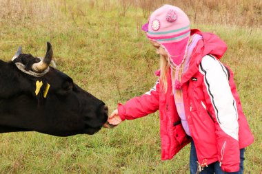 Güzel küçük bir kız siyah inek zincirinde yakınındaki çayır üzerinde duruyor.
