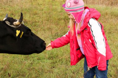 Güzel küçük bir kız siyah inek zincirinde yakınındaki çayır üzerinde duruyor.