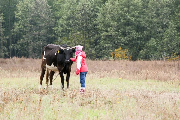 Hermosa niña se para en el prado cerca de vaca negra en cadena . —  Fotos de Stock