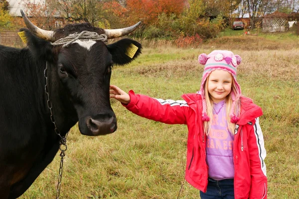 Güzel küçük bir kız siyah inek zincirinde yakınındaki çayır üzerinde duruyor.