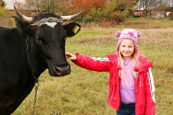 Güzel küçük bir kız siyah inek zincirinde yakınındaki çayır üzerinde duruyor.