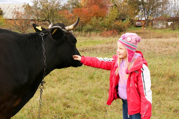 Güzel küçük bir kız siyah inek zincirinde yakınındaki çayır üzerinde duruyor.