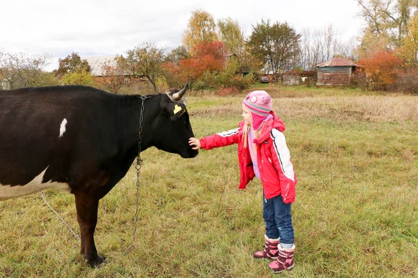Güzel küçük bir kız siyah inek zincirinde yakınındaki çayır üzerinde duruyor.