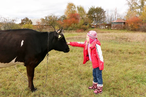 Belle petite fille se tient sur la prairie près de vache noire sur la chaîne . — Photo