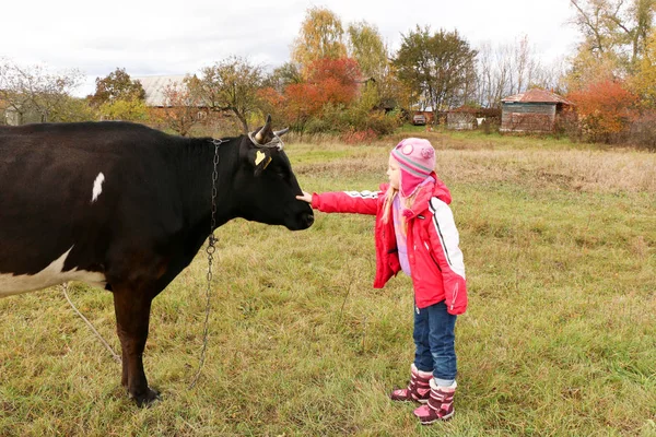 Güzel küçük bir kız siyah inek zincirinde yakınındaki çayır üzerinde duruyor.