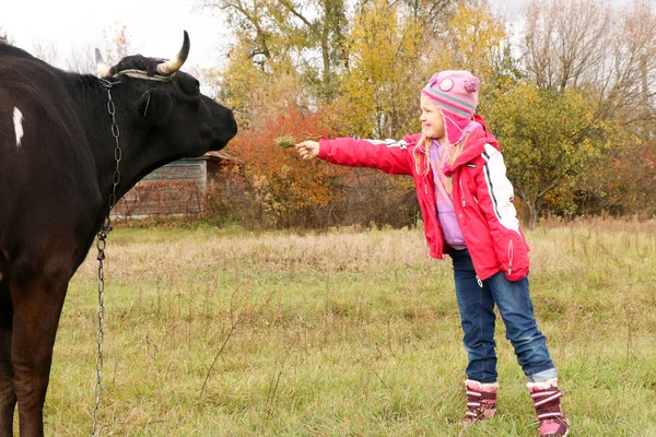 Güzel küçük bir kız siyah inek zincirinde yakınındaki çayır üzerinde duruyor.