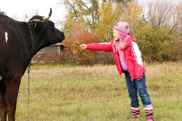 Belle petite fille se tient sur la prairie près de vache noire sur la chaîne . — Photo