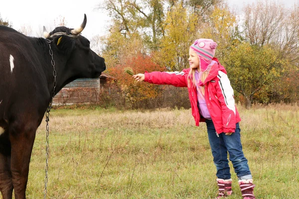 Belle petite fille se tient sur la prairie près de vache noire sur la chaîne . — Photo