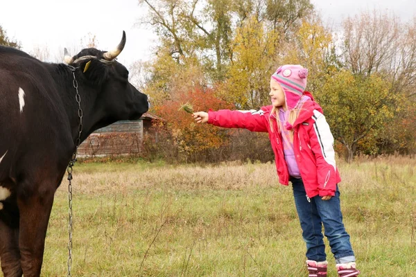 Güzel küçük bir kız siyah inek zincirinde yakınındaki çayır üzerinde duruyor.