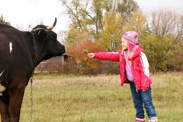 Güzel küçük bir kız siyah inek zincirinde yakınındaki çayır üzerinde duruyor.