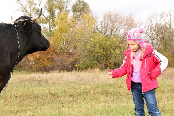 Güzel küçük bir kız siyah inek zincirinde yakınındaki çayır üzerinde duruyor.