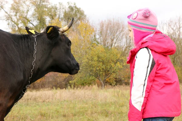Güzel küçük bir kız siyah inek zincirinde yakınındaki çayır üzerinde duruyor.