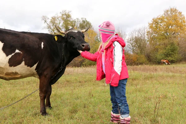 Güzel küçük bir kız siyah inek zincirinde yakınındaki çayır üzerinde duruyor.