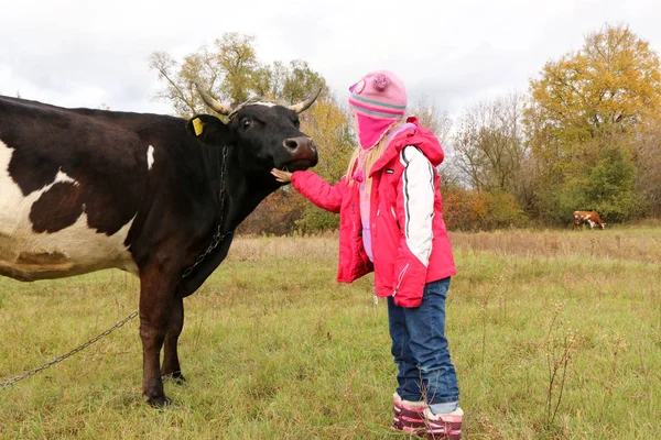 Güzel küçük bir kız siyah inek zincirinde yakınındaki çayır üzerinde duruyor.