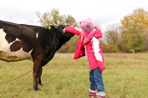 Güzel küçük bir kız siyah inek zincirinde yakınındaki çayır üzerinde duruyor.