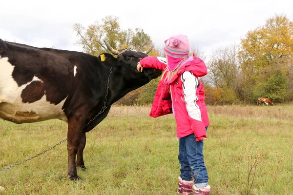 Belle petite fille se tient sur la prairie près de vache noire sur la chaîne . — Photo