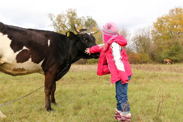 Güzel küçük bir kız siyah inek zincirinde yakınındaki çayır üzerinde duruyor.