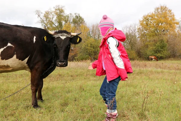 Güzel küçük bir kız siyah inek zincirinde yakınındaki çayır üzerinde duruyor.