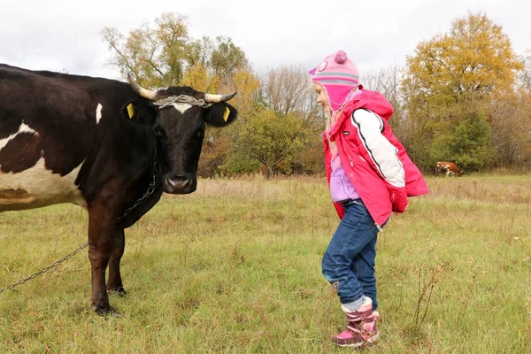 Güzel küçük bir kız siyah inek zincirinde yakınındaki çayır üzerinde duruyor.