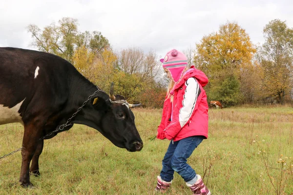 Hermosa niña se para en el prado cerca de vaca negra en cadena . —  Fotos de Stock