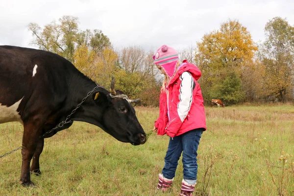 Belle petite fille se tient sur la prairie près de vache noire sur la chaîne . — Photo