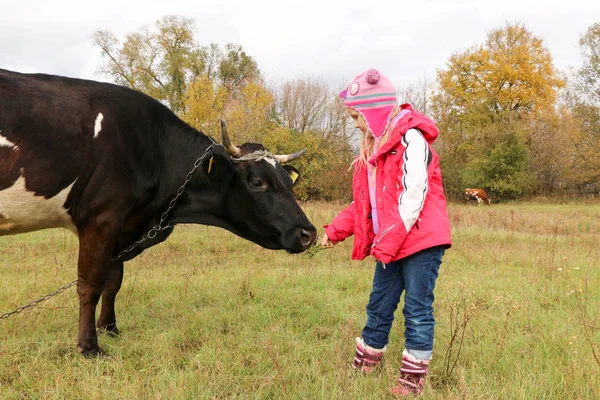 Belle petite fille se tient sur la prairie près de vache noire sur la chaîne . — Photo