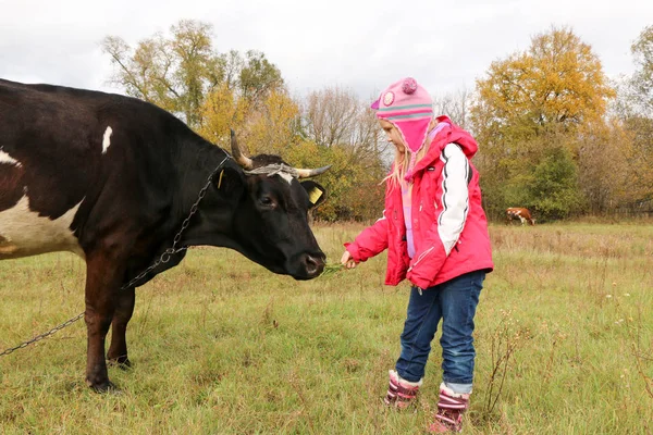 Güzel küçük bir kız siyah inek zincirinde yakınındaki çayır üzerinde duruyor.