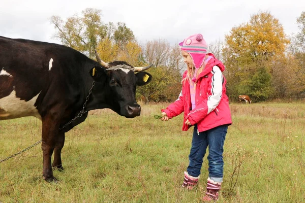 Belle petite fille se tient sur la prairie près de vache noire sur la chaîne . — Photo