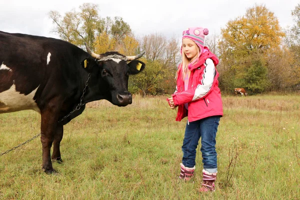 Hermosa niña se para en el prado cerca de vaca negra en cadena . —  Fotos de Stock