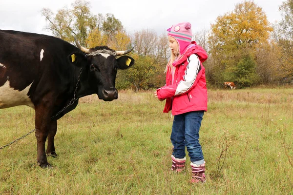 Güzel küçük bir kız siyah inek zincirinde yakınındaki çayır üzerinde duruyor.