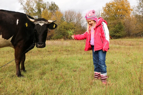 Belle petite fille se tient sur la prairie près de vache noire sur la chaîne . — Photo