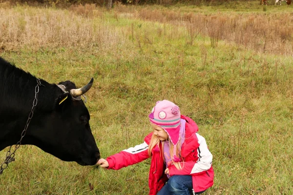 Güzel küçük bir kız siyah inek zincirinde yakınındaki çayır üzerinde duruyor.
