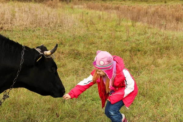 Güzel küçük bir kız siyah inek zincirinde yakınındaki çayır üzerinde duruyor.