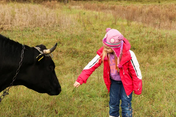 Güzel küçük bir kız siyah inek zincirinde yakınındaki çayır üzerinde duruyor.