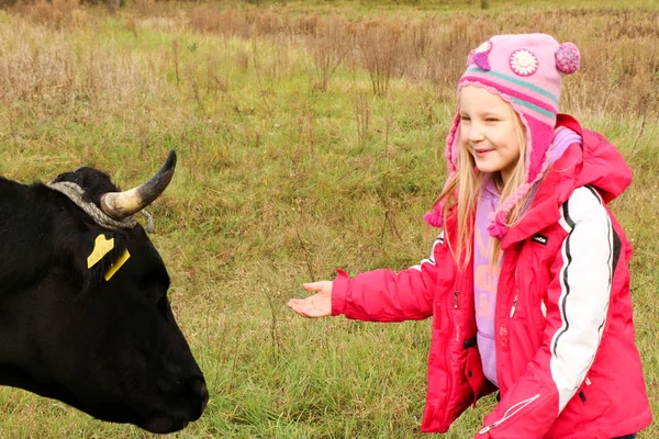 Güzel küçük bir kız siyah inek zincirinde yakınındaki çayır üzerinde duruyor.