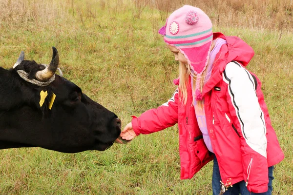 Güzel küçük bir kız siyah inek zincirinde yakınındaki çayır üzerinde duruyor.