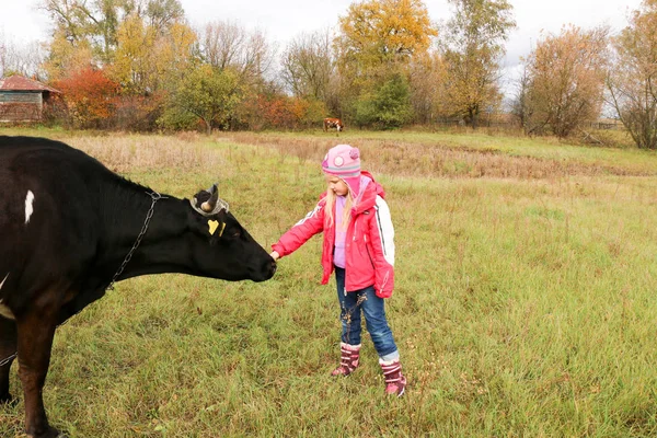 Hermosa niña se para en el prado cerca de vaca negra en cadena . —  Fotos de Stock