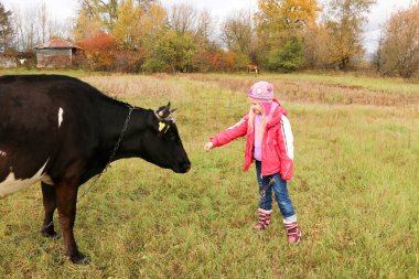 Güzel küçük bir kız siyah inek zincirinde yakınındaki çayır üzerinde duruyor.
