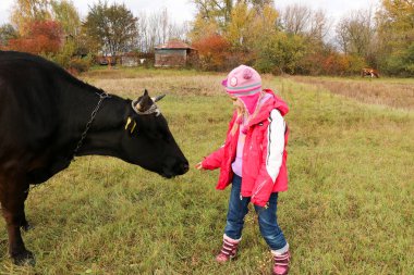 Güzel küçük bir kız siyah inek zincirinde yakınındaki çayır üzerinde duruyor.