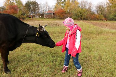 Güzel küçük bir kız siyah inek zincirinde yakınındaki çayır üzerinde duruyor.