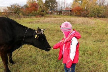 Güzel küçük bir kız siyah inek zincirinde yakınındaki çayır üzerinde duruyor.