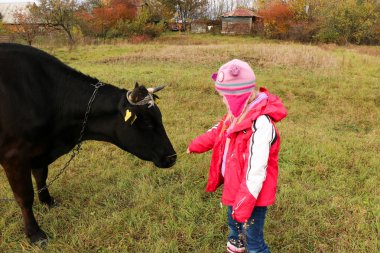 Güzel küçük bir kız siyah inek zincirinde yakınındaki çayır üzerinde duruyor.
