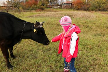 Güzel küçük bir kız siyah inek zincirinde yakınındaki çayır üzerinde duruyor.