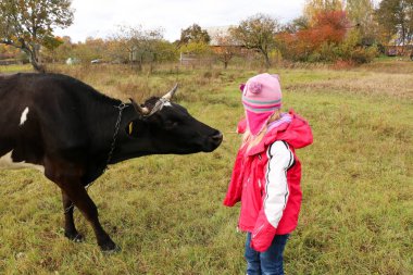 Güzel küçük bir kız siyah inek zincirinde yakınındaki çayır üzerinde duruyor.