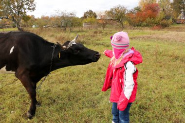 Güzel küçük bir kız siyah inek zincirinde yakınındaki çayır üzerinde duruyor.