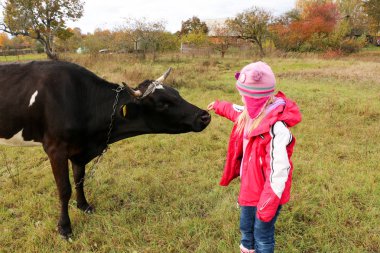 Güzel küçük bir kız siyah inek zincirinde yakınındaki çayır üzerinde duruyor.