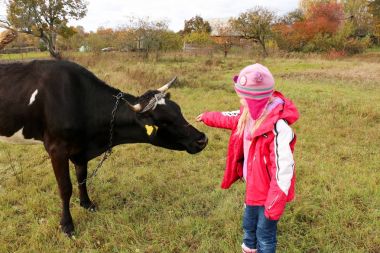 Güzel küçük bir kız siyah inek zincirinde yakınındaki çayır üzerinde duruyor.