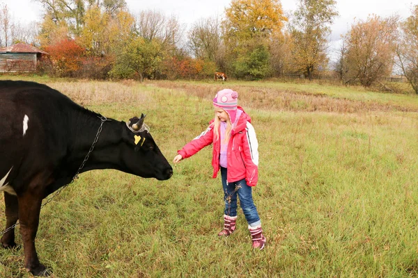 Güzel küçük bir kız siyah inek zincirinde yakınındaki çayır üzerinde duruyor.
