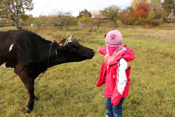 Güzel küçük bir kız siyah inek zincirinde yakınındaki çayır üzerinde duruyor.